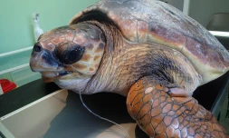 Kelonia : une tortue de 60 kg transportait un crabe sous sa queue