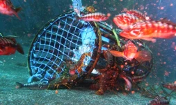 PĂŞcherie de langouste de Saint-Paul et Amsterdam : une certification pour la SAPMER