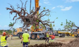 Le Port: transplantation d'arbres Ă Saint-Denis