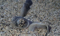 Kelonia survie bébés tortues nids