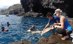 Tortue Eva retrouve la mer