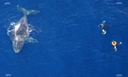 baleines 