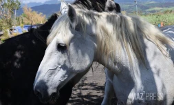 chevaux 