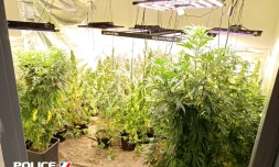 Saint-Pierre : découverte d'une « entreprise familiale » de culture de cannabis