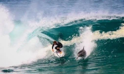 Australie - Un dauphin fait un tube avec le surfeur Soli Bailey