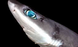Objectif 1.000 : une nouvelle espèce de requin découverte à La Réunion [?]