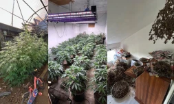 Le Tampon : 106 pieds de cannabis découverts à son domicile, il écope de 26 mois d'emprisonnement