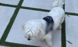 Italie : un chef de la mafia trahi par... un caniche