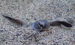 La saison de ponte d'Emma s'achève, un 5ème nid a émergé