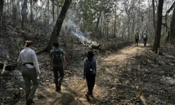 Des chercheurs de l'université thaïlandaise de Chiang Mai et des Jardins botaniques royaux de Kew traversent la réserve naturelle d'Umphang (Thaïlande) le 22 mars 2025 ( AFP / Lillian SUWANRUMPHA )
