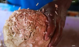 Marché forain du Port - jeudi 13 décembre 2018