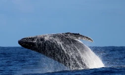 baleine Ă  bosse globice premiĂšre observation saison 2022