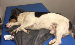 Chien blessé coups de sabre