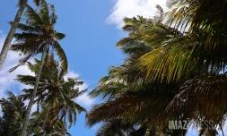paysages cocotiers 