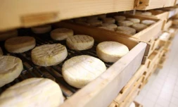 Retrait et rappel de fromages Saint-Félicien et Saint Marcellin