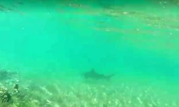 requins lagon 