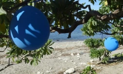 Ballons de baudruche laissés sur la plage : Kélonia alerte