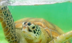 Les journées réunionnaises des tortues marines ont lieu ce week-end à Kélonia