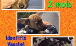 Association RPA (adoptions) 
