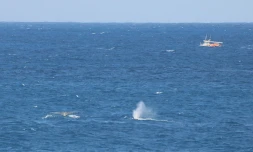 Saint-Pierre : deux baleines aperçues à Grand-Bois ce matin