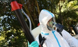 Dengue 