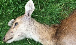 Biche tuée 