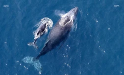 baleines