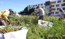 riz dans ma ville au port