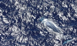 Seconde observation d'une baleine bleue à La Réunion en 2022