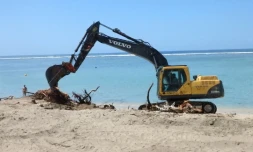Dix filaos attaqués par les termites menaçaient de s\'écrouler.