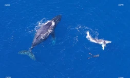 baleines 2017