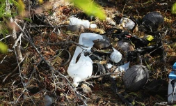 déchets 