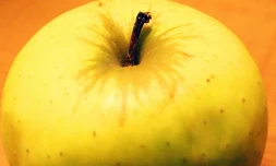 Vidéo - La pomme toxique qui devient virale