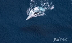 baleines septembre 2023