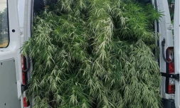 Saint-Pierre :  40 pieds de cannabis dans le secteur de Mont-Vert