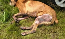Chien abandonné Plaine des Palmistes 