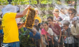 Le Port : une matinée immersive dans le monde des abeilles