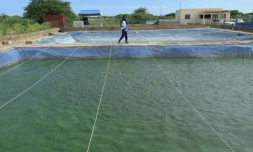 Un employé nourrit les poissons dans la ferme piscicole de Mbawane, à Kayar, au Sénégal, le 25 septembre 2024 ( AFP / SEYLLOU )