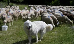 Un patou monte la garde à côté d'un troupeau de moutons, le 27 juin 2024 à Saint-Etienne-les-Orgues, dans les Alpes-de-Haute-Provence ( AFP / Nicolas TUCAT )