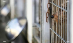 fourrière de saint-marie 