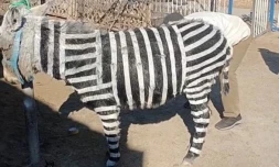 Un zoo chinois peint des ânes pour les faire passer pour des zèbres [?]