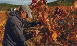 Des viticulteurs taillent des vignes séchées à Ferrals-les-Corbères (Aude), le 10 novembre 2025. (IDRISS BIGOU-GILLES / AFP)