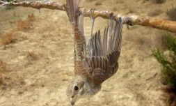Le chef de l?Etat a décidé de fixer à zéro pour cette saison le quota de chasse à la glu en France. (AFP PHOTO / RSPB and BirdLife Cyprus) - AFP