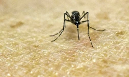 Un moustique Aedes Aegypti, porteur du virus Zika, photographié au laboratoire de recherche CIDEIM à Cali en Colombie le 25 janvier 2016