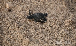 Bébés tortues