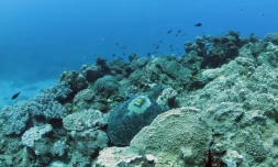 kélonia tortues 