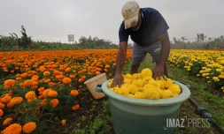 fleurs oiellet inde