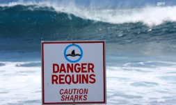 Panneaux requins