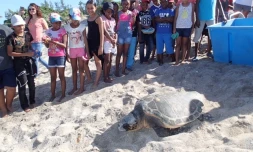 Kélonia : la tortue Evelyne remise en liberté