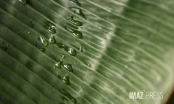 goutte-d'eau
